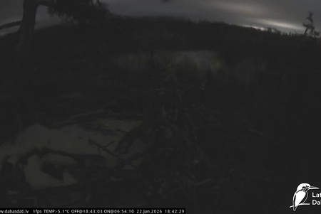 White-Tailed Eagles, Latvia