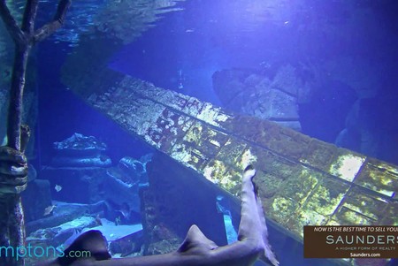 Long Island Aquarium: Sharks