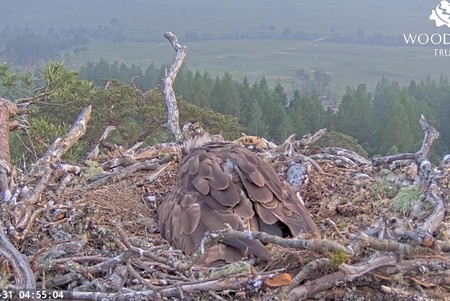 Osprey Nest, Loch Arkaig