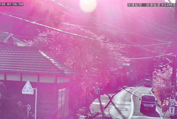 Kawazu Cherry Blossom Festival