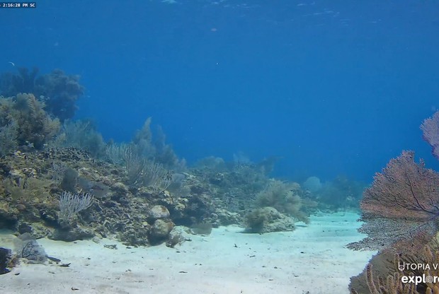 Honduras Underwater Reef