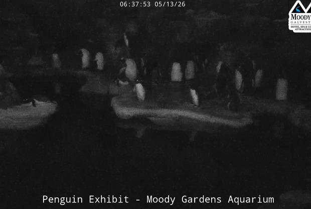 Moody Gardens Aquarium Pyramid