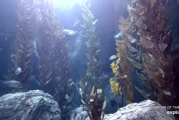 Aquarium of the Pacific: Blue Cavern