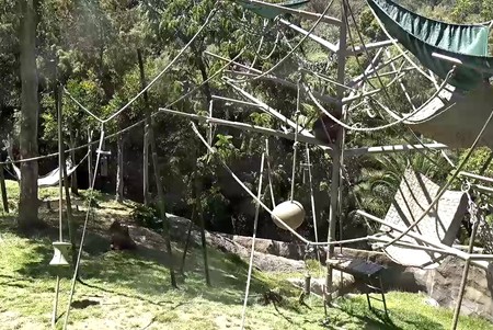 San Diego Zoo: Apes