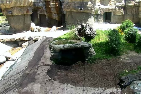 San Diego Zoo: Polar Bears