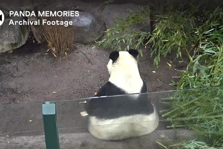 San Diego Zoo: Pandas