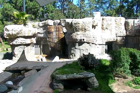 San Diego Zoo: Pandas