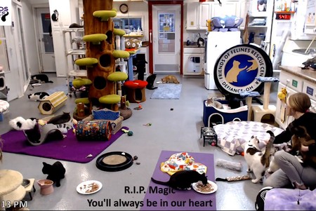 Friends of Felines Rescue Center: Cats