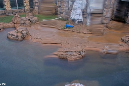 Kansas City Zoo: Polar Bears