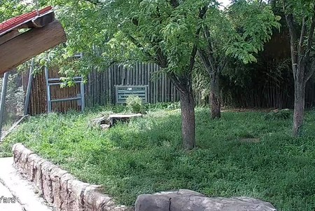 Maryland Zoo: Lions