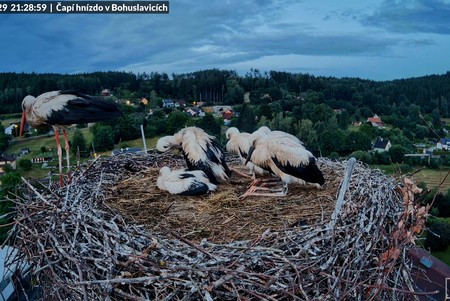 Stork Nest, Bohuslavice