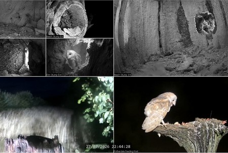 North Yorkshire Birds