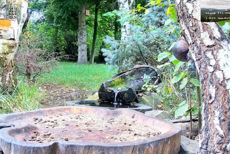 Bird Feeder, Zywiec Lake
