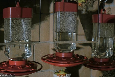 Hummingbird Feeder, California