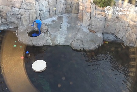 Monterey Bay Aquarium: Sea Otter