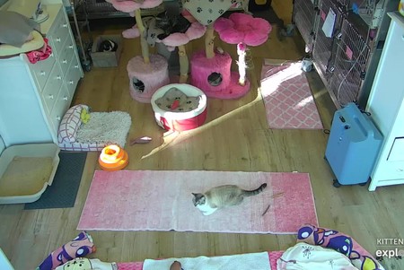 Kitten Rescue Sanctuary