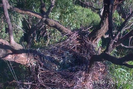 Sea-Eagle Nest, Sydney