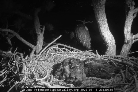 Big Bear Valley: Bald Eagles