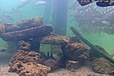 The Lower Keys: Underwater