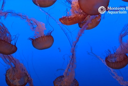 Monterey Bay Aquarium: Jelly