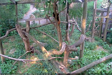 Trevor Zoo: Red Pandas