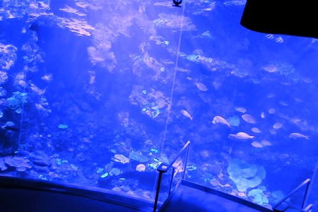 Cal. Academy of Sciences: Coral Reef