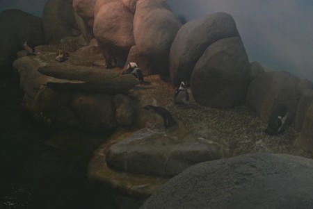 Cal. Academy of Sciences: Penguins